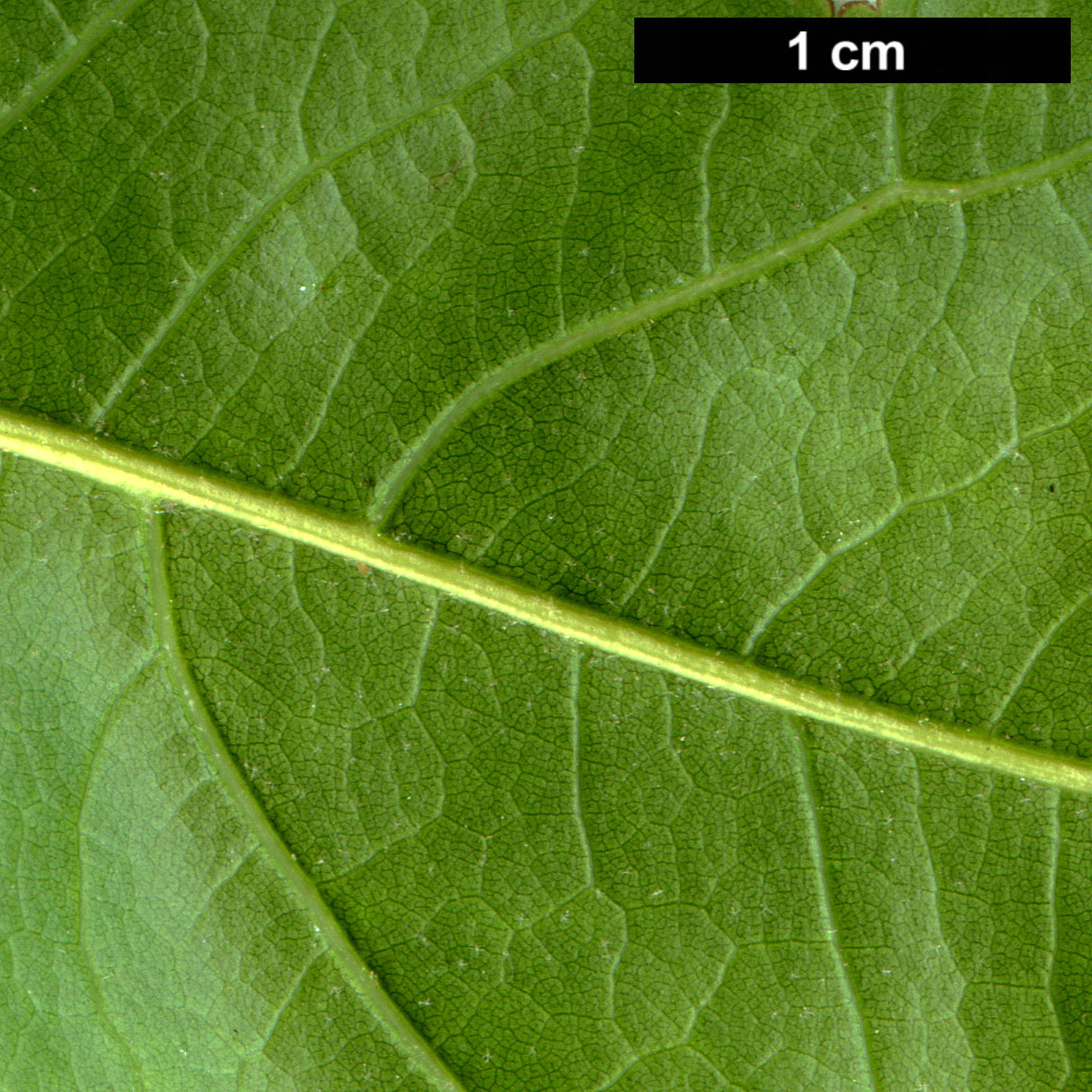 High resolution image: Family: Fagaceae - Genus: Quercus - Taxon: ×schochiana (Q.palustris × Q.phellos)